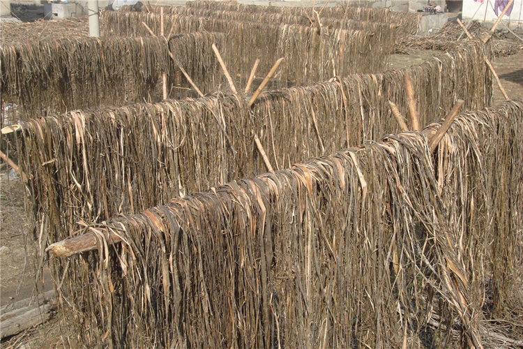 宣紙的主要原材料之一&mdash;&mdash;青檀皮